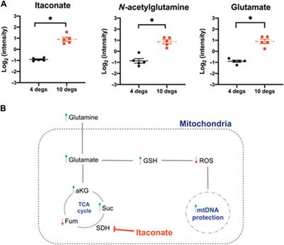 The Advent of Semi-Elective Lung Transplantation—Prolonged Static Cold Storage at 10°C